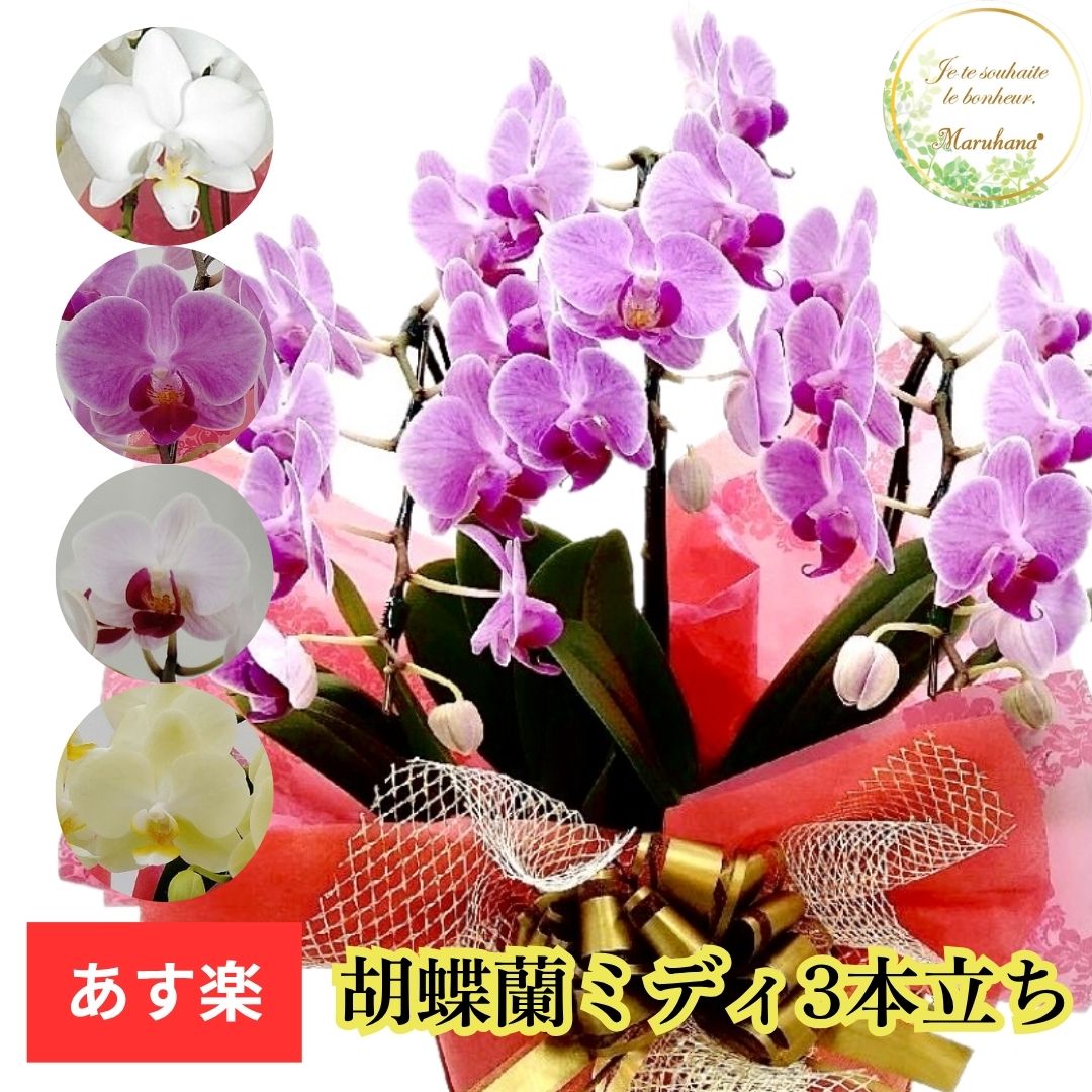 夢見鳥蘭 MIDI３本立ち２１輪以上(莟込み）【貨物輸送無料】 選べる4色 祝い事 お供え 花差し上げ物 お生まれ落ちる日 開店祝 開業祝 工作祝