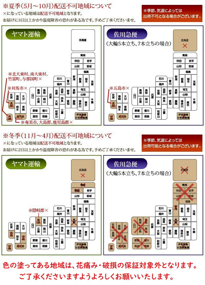 楽天市場 コンシンネ 8寸 カゴ付き 佐川急便での配送です 送料無料 観葉植物 開業祝 開店祝 移転祝い お誕生日 各種ギフト お供えに ｓｈｏｐマルハナ