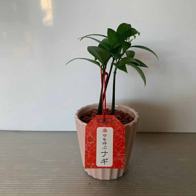 楽天市場 幸せを呼ぶナギ 梛 1鉢 セラミス植 観葉植物 敬老の日 お祝い 開業祝 開店祝 移転祝い お誕生日 各種ギフト お供えに shopマルハナ 楽天市場 幸せを呼ぶナギ 梛 1鉢 セラミス植 観葉植物 敬老の日 お祝い 開業祝 開店祝 移転祝い お誕生日 各種ギフト お供えに shopマルハナ