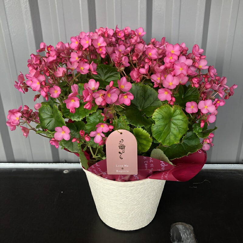 楽天市場】ベゴニア ラブミー 3号ポット苗 クリスマスベゴニア 寄せ