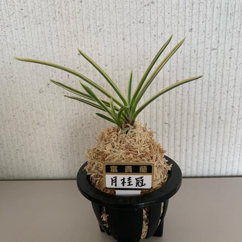 楽天市場】【現品発送】斑入りクンシラン（君子蘭）5号鉢植え