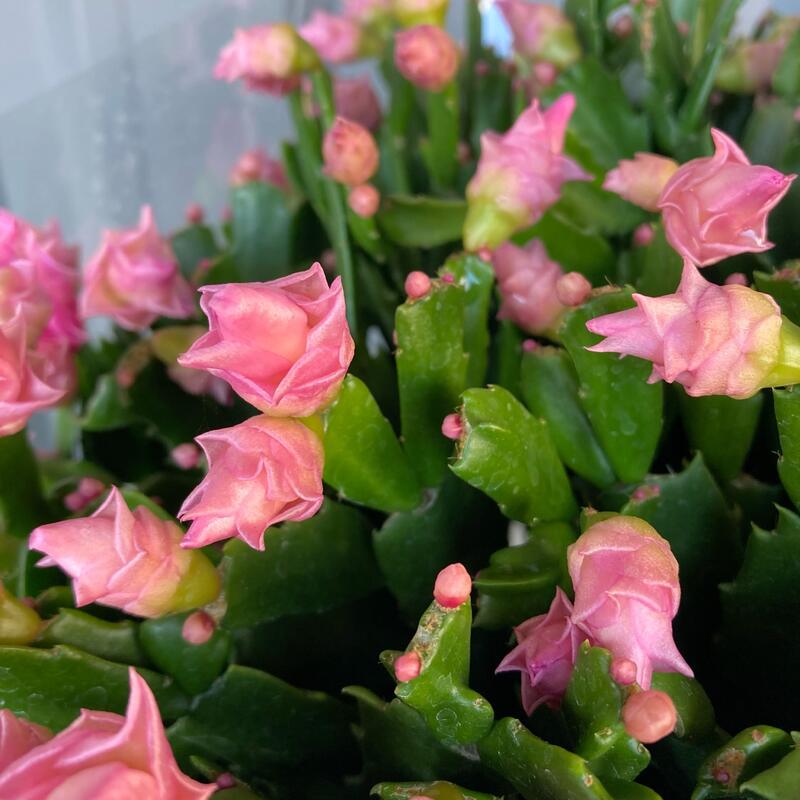 楽天市場】バラ咲き デンマークカクタス ピンクローズ 5号鉢 送料無料