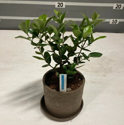 楽天市場 フェイジョア アポロ 5号 実生 ｓｈｏｐマルハナ