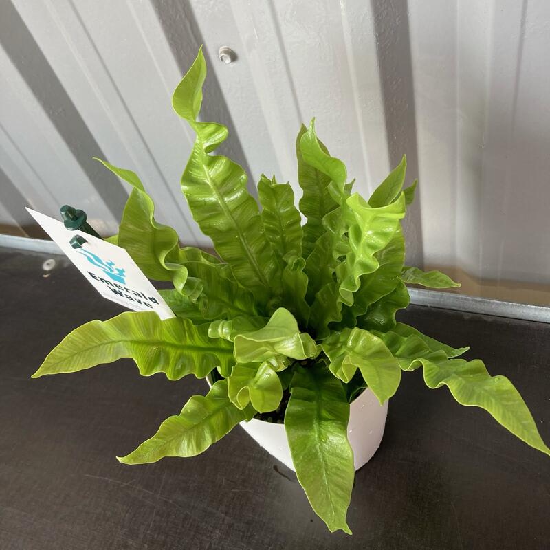 楽天市場 アスプレニウム クリーシー 4号 プラ鉢 ｓｈｏｐマルハナ