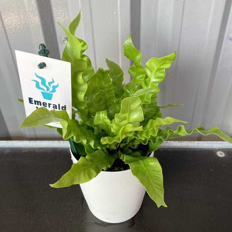 楽天市場 アスプレニウム クリーシー 4号 プラ鉢 ｓｈｏｐマルハナ