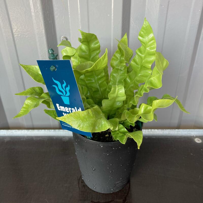 楽天市場 アスプレニウム クリーシー 4号 プラ鉢 shopマルハナ 楽天市場 アスプレニウム クリーシー 4号 プラ鉢 shopマルハナ