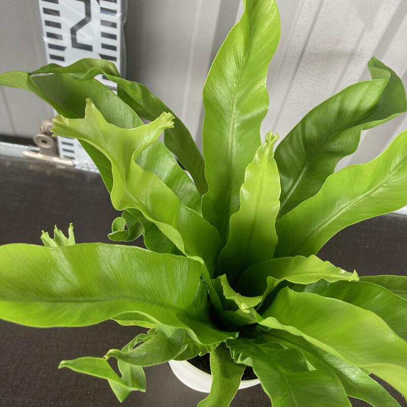 楽天市場 アスプレニウム クリーシー 4号 プラ鉢 shopマルハナ 楽天市場 アスプレニウム クリーシー 4号 プラ鉢 shopマルハナ