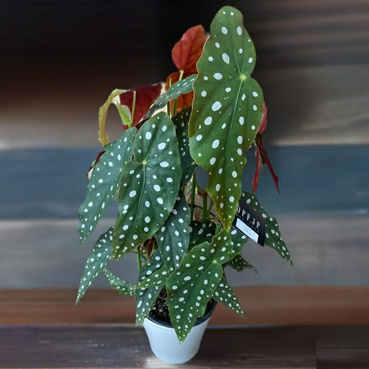 楽天市場】【 ベゴニア マクラータ 】☆3号ポット｜木立ち性ベゴニア