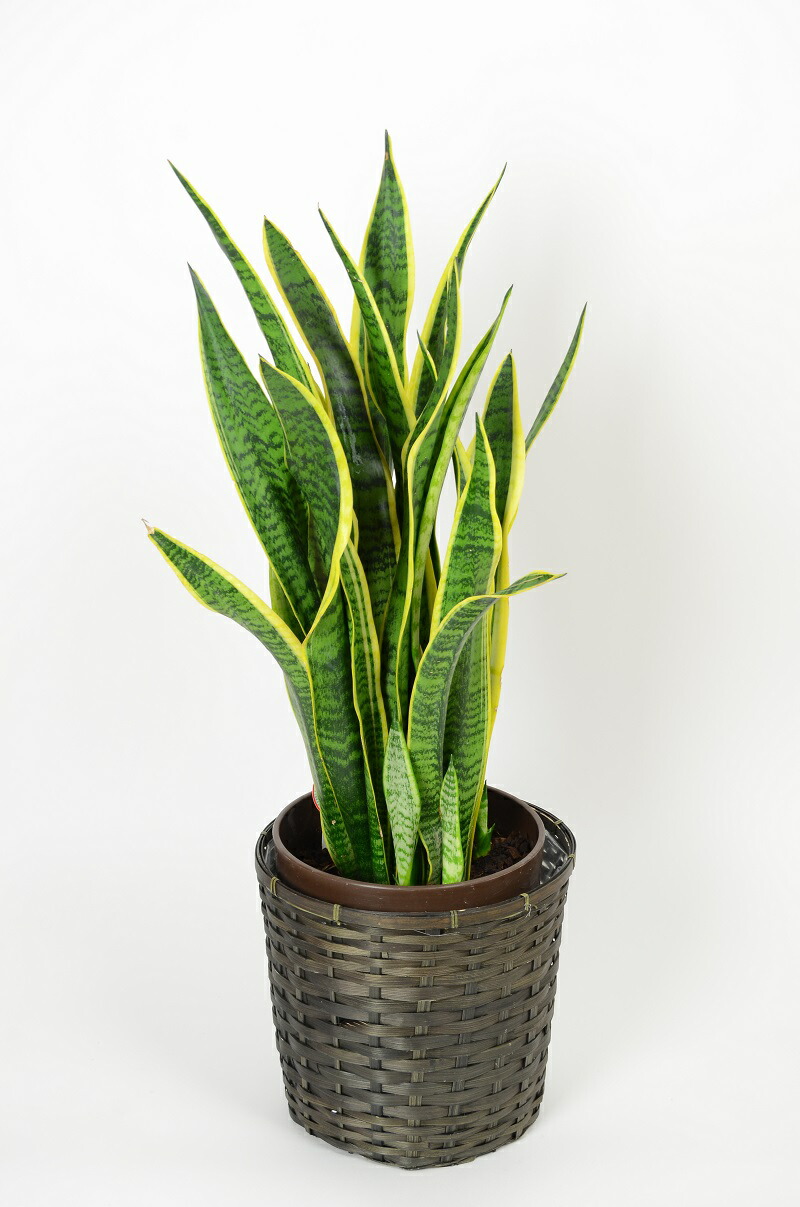 サンスベリア寄せ植え サンセベリア 多肉寄せ植えのおしゃれなアレンジ・飾り方の