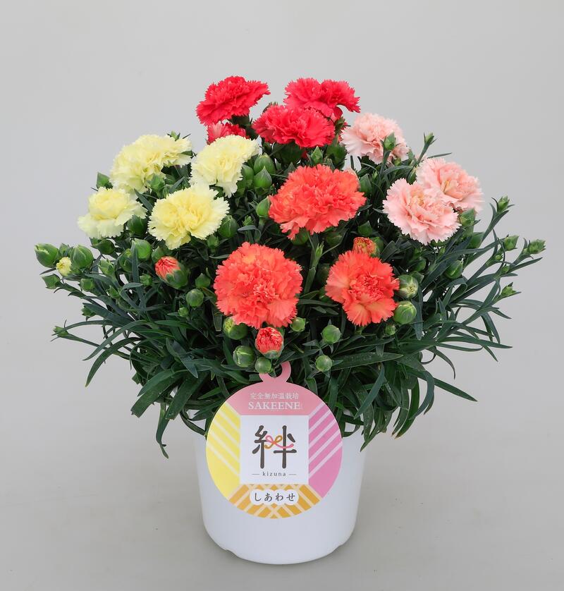 楽天市場 遅れてごめんね 鉢植えカーネーション５号 送料無料 高さ約35cmカゴラッピング付き ｓｈｏｐマルハナ