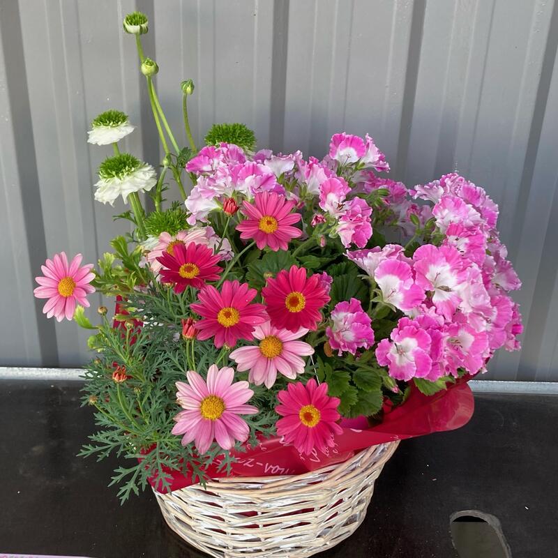 おまかせ季節のお花のフラワーバスケット 送料無料 鉢植え 花 ギフト 夏 寄せ鉢 開業祝 開店祝 移転祝い お誕生日 各種ギフト お供えに Educaps Com Br