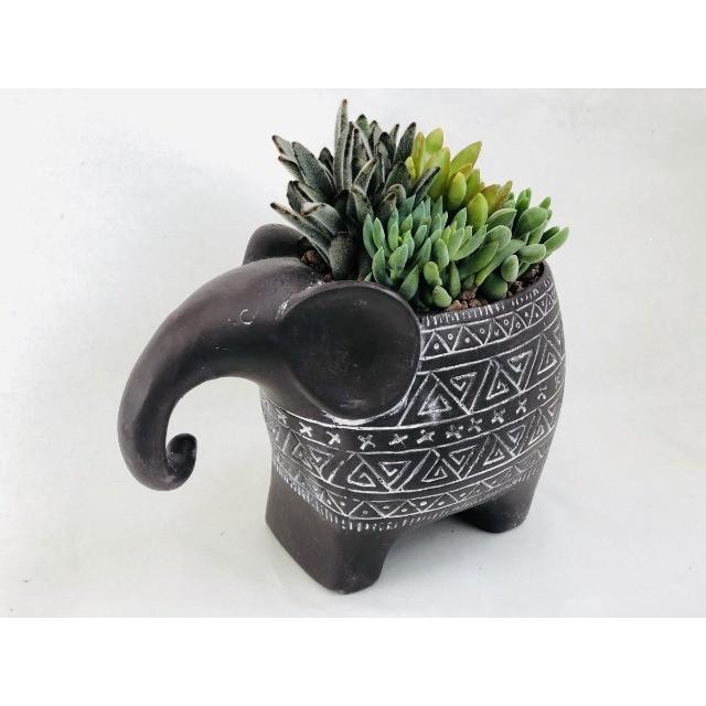 楽天市場】多肉植物 おまかせ2.5号3株セット ぷりっとした葉っぱ