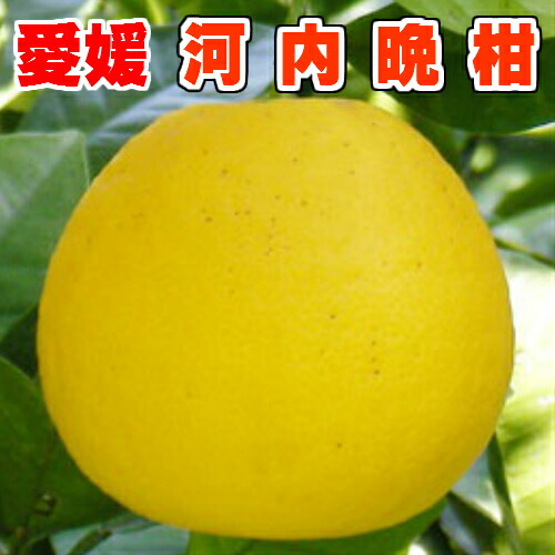 【楽天市場】みしょうゴールド 秀品 3L 約7Kg(15玉)【かわちばんかん】【愛媛県産】【ご家庭用】【ご贈答用】【4月上旬から順次発送予定