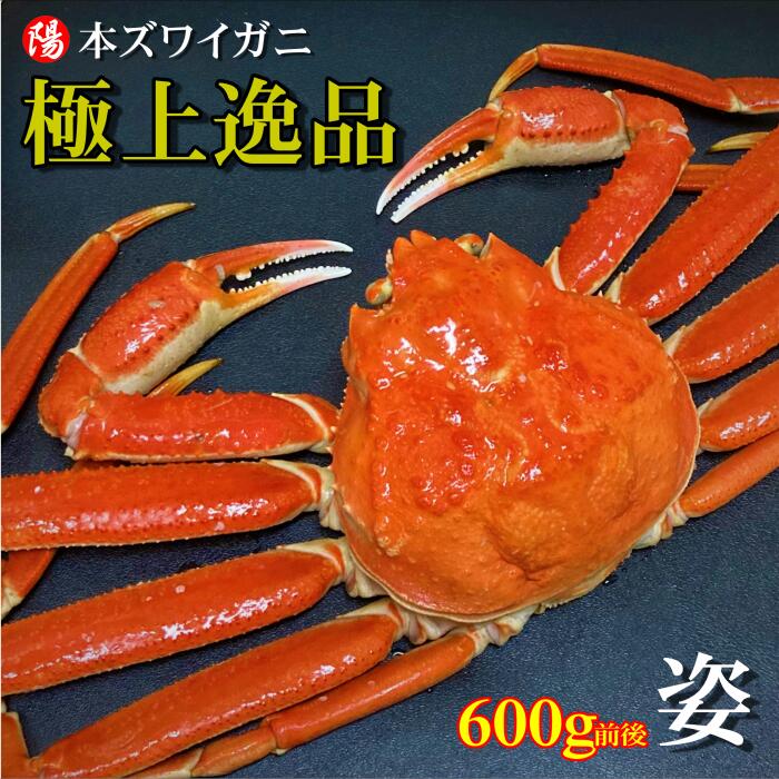 お買い物マラソン＼クーポン対象／本ズワイガニ姿 600g前後×1尾【送料無料 ズワイガニ姿 ボイル かにみそ 蟹みそ 大サイズ 最高級 冷凍 海鮮 蟹 かに カニ かに姿 カニ姿 姿 ずわいがに ズワイガニ ギフト お取り寄せ お祝い 贈答品 お花見 お中元 父の日】