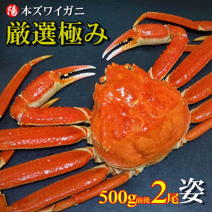 楽天市場】＼クーポン対象／本ズワイガニ姿 600g前後×2尾【送料無料 ズワイガニ姿 ボイル 1.2kg かにみそ 蟹みそ 大サイズ 最高級 冷凍  海鮮 蟹 かに カニ かに姿 カニ姿 姿 ずわいがに ズワイガニ ギフト お取り寄せ お歳暮 お祝い 年末年始 歳末】 : まるひな水産楽天市場店