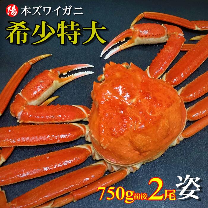 お買い物マラソン＼クーポン対象／本ズワイガニ姿 750g前後×2尾【送料無料 ズワイガニ姿 ボイル かにみそ 蟹みそ 大サイズ 最高級 冷凍 海鮮 蟹 かに カニ かに姿 カニ姿 姿 ずわいがに ズワイガニ ギフト お取り寄せ お祝い 贈答品 お歳暮 入学祝 お花見 母の日】