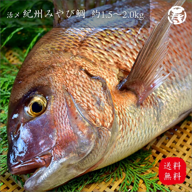 楽天市場 送料無料 活〆 紀州 みやび 鯛 三重県産 熊野灘 養殖 鮮魚 お祝 父の日 母の日 敬老の日 お歳暮 お中元 プレゼント お食い初め 刺身 お刺身 真鯛 真ダイ 姿造り 鯛しゃぶ タイの塩焼き たい タイ 内祝い まるひさ海産