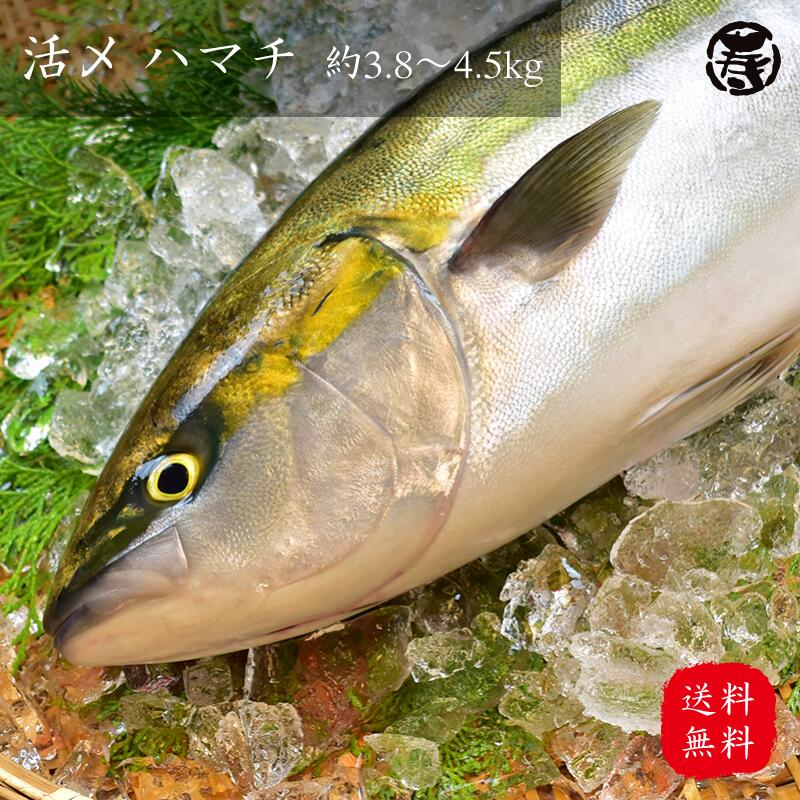 送料無料 冷蔵 活〆 ハマチ 3 8kg 4 5kg 1尾 養殖 鮮魚 活魚 魚 お歳暮 お中元 プレゼント お祝い 刺身 お刺身 はまち 造り ぶり ぶりかま 父の日 母の日 敬老の日 Umu Ac Ug