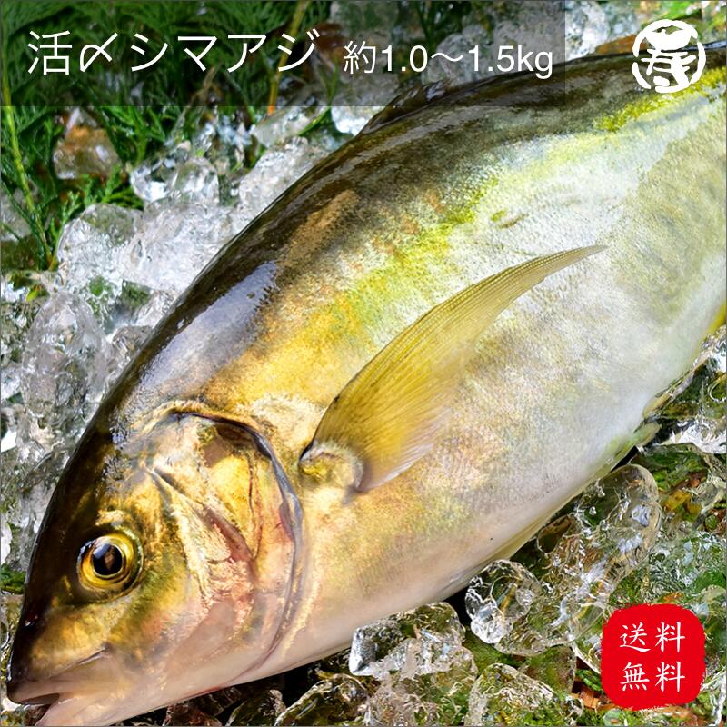 ＼ 春のごちそう 贈り物 送料無料 ／ 水揚げ 活〆 シマアジ 1.0kg-1.2kg 1尾 三重県産 養殖 鮮魚 活魚 魚 お祝 歳暮 中元 プレゼント 贈答 敬老の日 刺身 しまあじ 姿造り 寿司 年末 年始 クリスマス 正月 帰省 母の日 誕生日 ホームパーティ 父の日