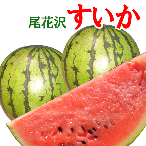予約 送料無料<br>尾花沢 スイカ で夏をのりきろう<br> 山形県産 尾花沢 すいか <br>２L以上　大玉 ２玉<br>冷たく冷やしてどうぞ  スイカ/すいか