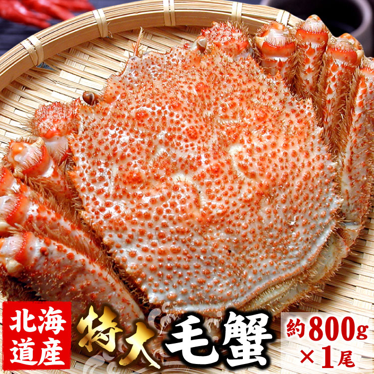 北海道産 <br>毛ガニ 毛蟹 毛がに<br>特大 １尾 約800g前後 <br><br>蟹 カニ かに けがに 特大 ギフト お歳暮 送料無料（沖縄宛は別途送料を加算）
