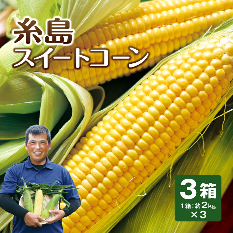 送料無料【 ランキング1位 】とうもろこし 福岡 糸島 スイートコーン 3箱セット 1箱あたり約2kg（約350g×6本×3箱）コーン 恵味 朝採れ 朝もぎ 国産 甘い 九州 産地直送 うらた農園 ギフト 贈答 お取り寄せ ご当地 まとめ買い 4箱以上で 送料無料 まるかじり九州 6,264円