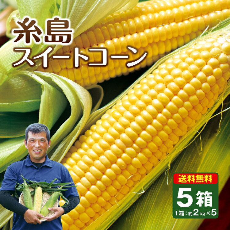 送料無料【 楽天ランキング1位 】とうもろこし 福岡 糸島 スイートコーン 5箱セット 1箱あたり約2kg（約350g×6本×5箱）コーン 恵味 朝採れ 朝もぎ 国産 九州 産地直送 うらた農園 ギフト 贈答 お取り寄せ ご当地 まとめ買い 4箱以上で 送料無料 まるかじり九州