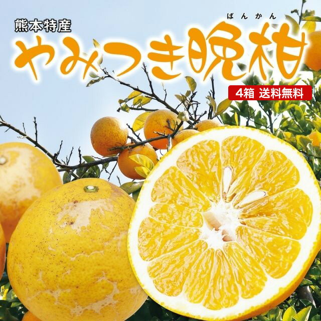 【 送料無料 】晩柑 河地晩柑 熊本 やみつき晩柑 4箱セット 1箱あたり約2kg(5～8玉) 国産 熊本県産 九州 産地直送 農家直送 さっぱりした甘み ジューシー オレンジ 柑橘 フルーツ 果物 ご当地 お取り寄せ お取り寄せフルーツ 39ショップ まるかじり九州