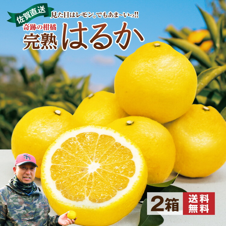 楽天市場】【 送料無料 】 はるか みかん 佐賀 1箱 約2kg(9〜14玉