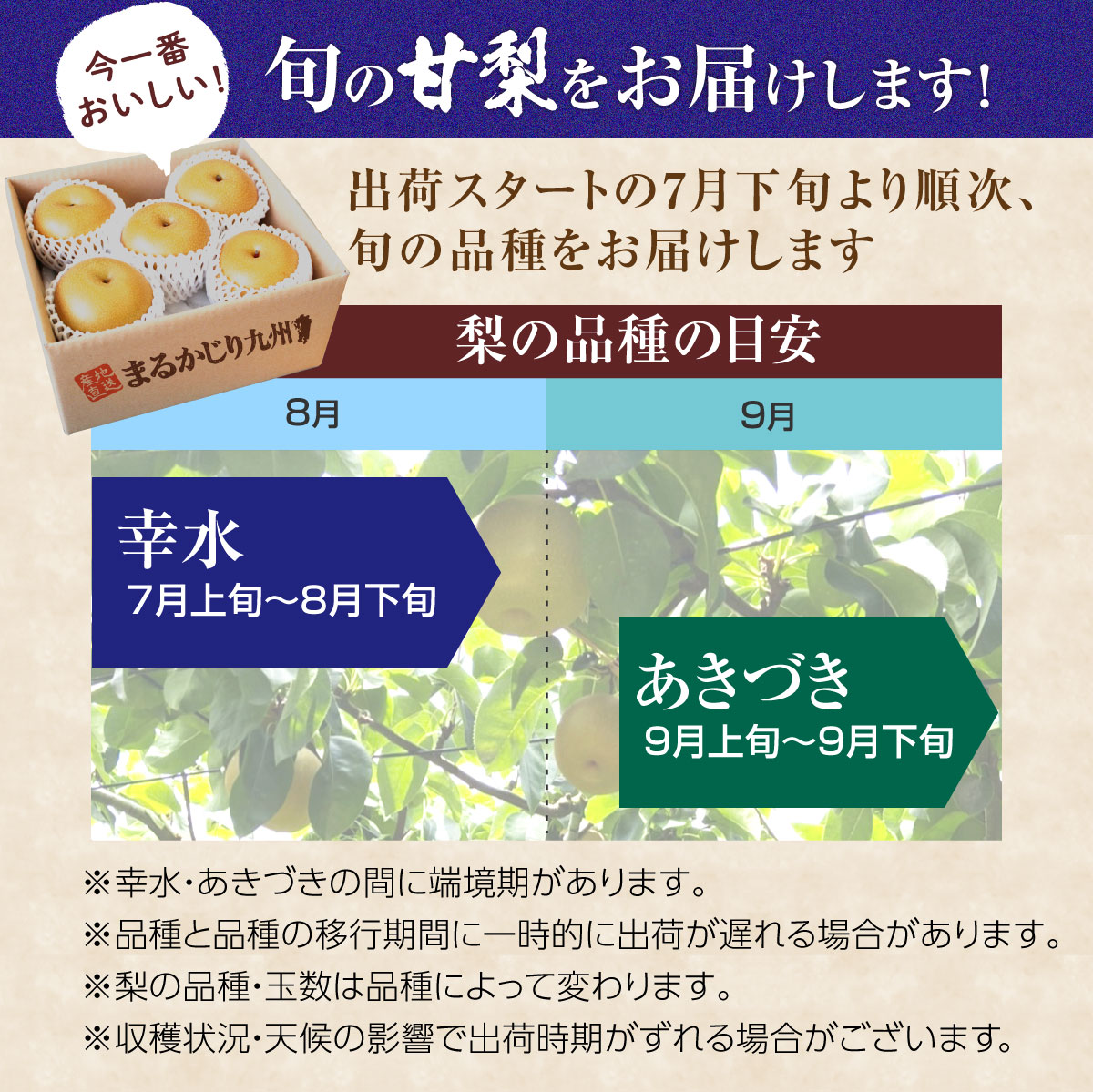 トップ 梨 和梨 あきづき 伊万里 伊万里の甘梨 5箱 約10kg 1箱 約2kg 5〜7玉 佐賀から産地直送 幸水 佐賀 伊万里産 産地直送 甘梨  佐賀県産 プレゼント 贈答 9月中旬以降のお届け fucoa.cl