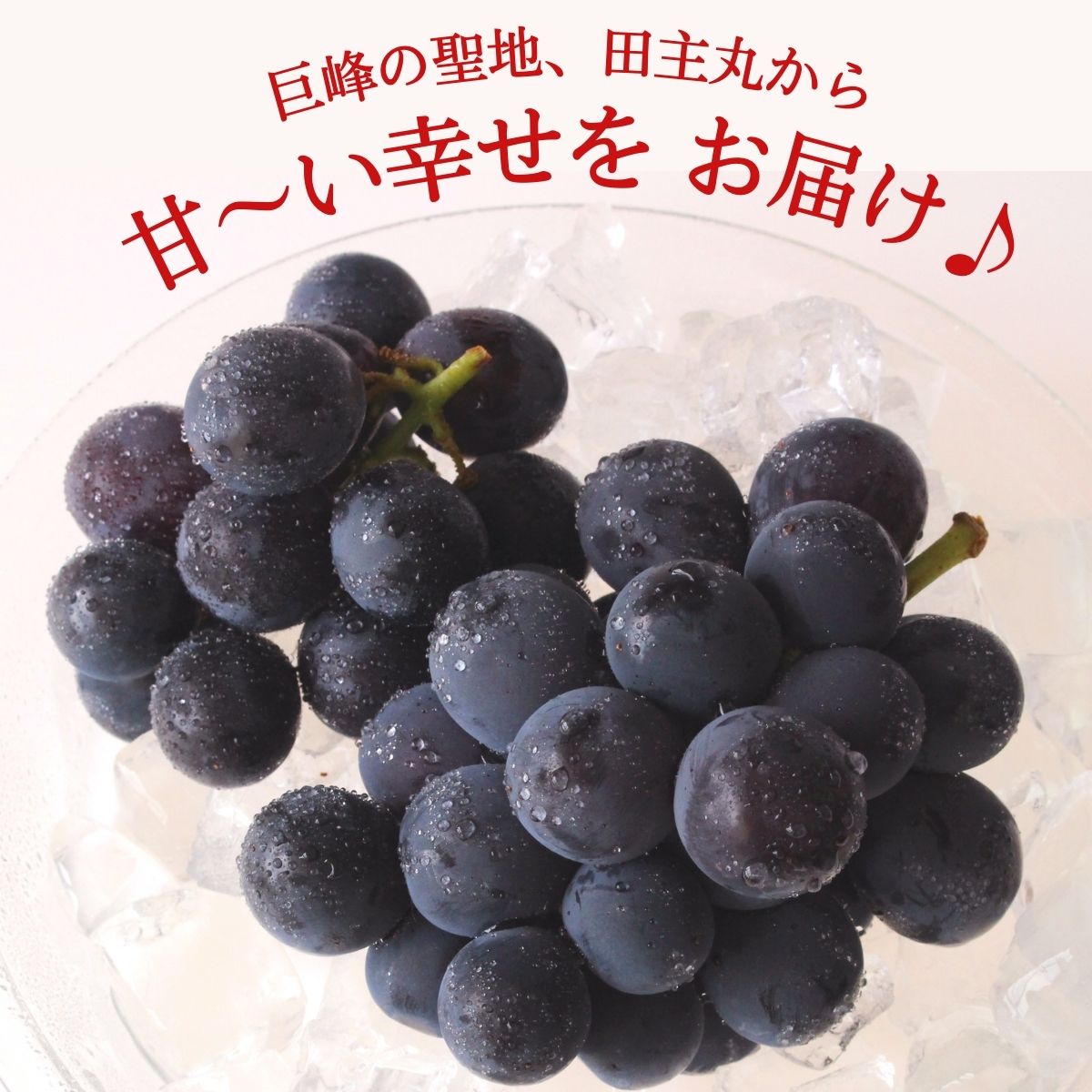 楽天市場 巨峰 福岡 完熟巨峰 4箱 6 0kg 3 4房 4箱 送料無料 産地直送 田主丸 朝採り 旬 ブドウ 葡萄 人気 おすすめ ぶどうの王様 きょほう 種あり 露地栽培 果物 フルーツ ギフト プレゼント まるかじり九州