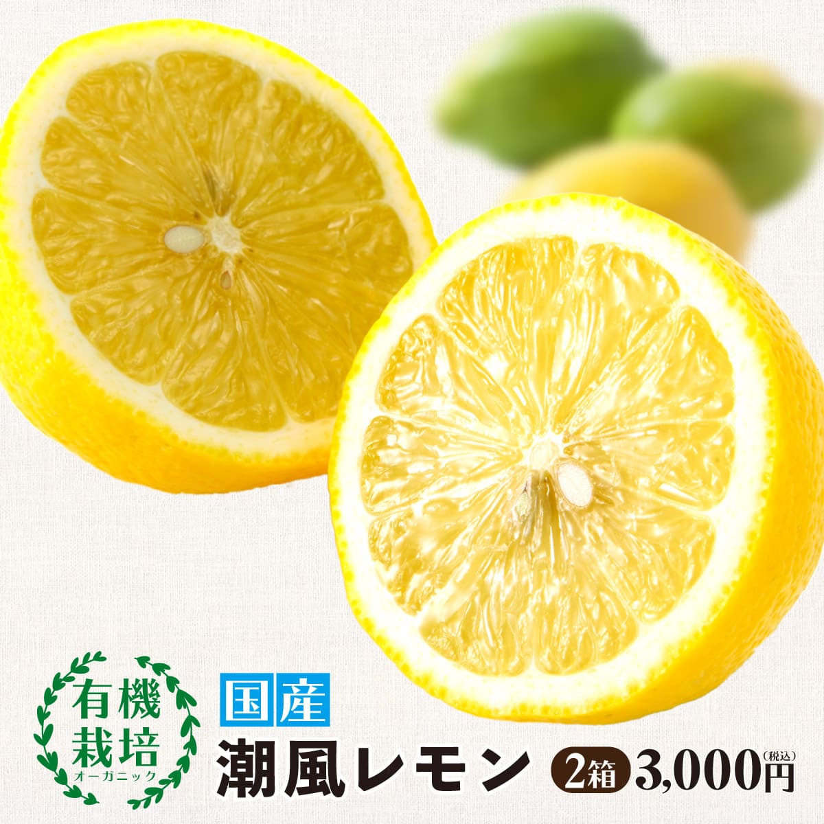 市場 レモン 4箱以上 2箱 農薬不使用 10月下旬お届け 1箱あたり7〜10玉×2箱 約2Kg 潮風レモン 佐賀 数量限定 国産レモン