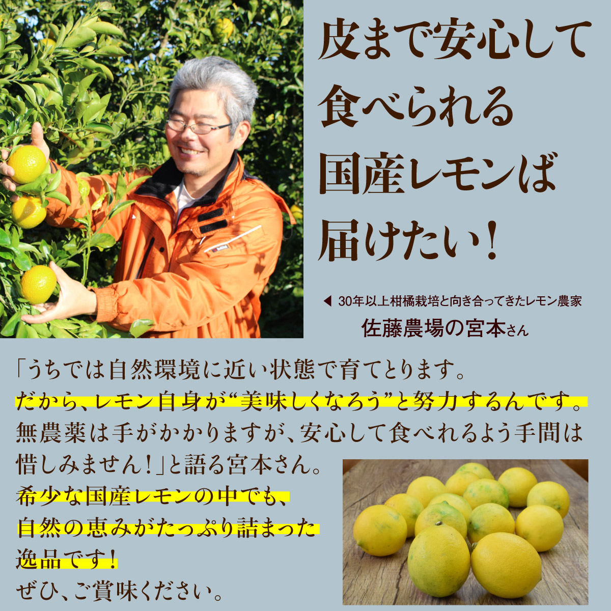 市場 送料無料 国産レモン 佐賀 10月下旬お届け マイヤーレモン 国産有機 数量限定 レモン 農薬不使用