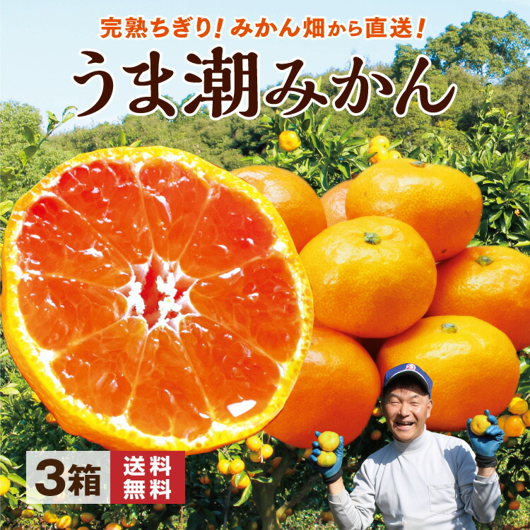 楽天市場】甘熟温州みかん 5kg （S〜2L混合） 太良・山本農園 温州