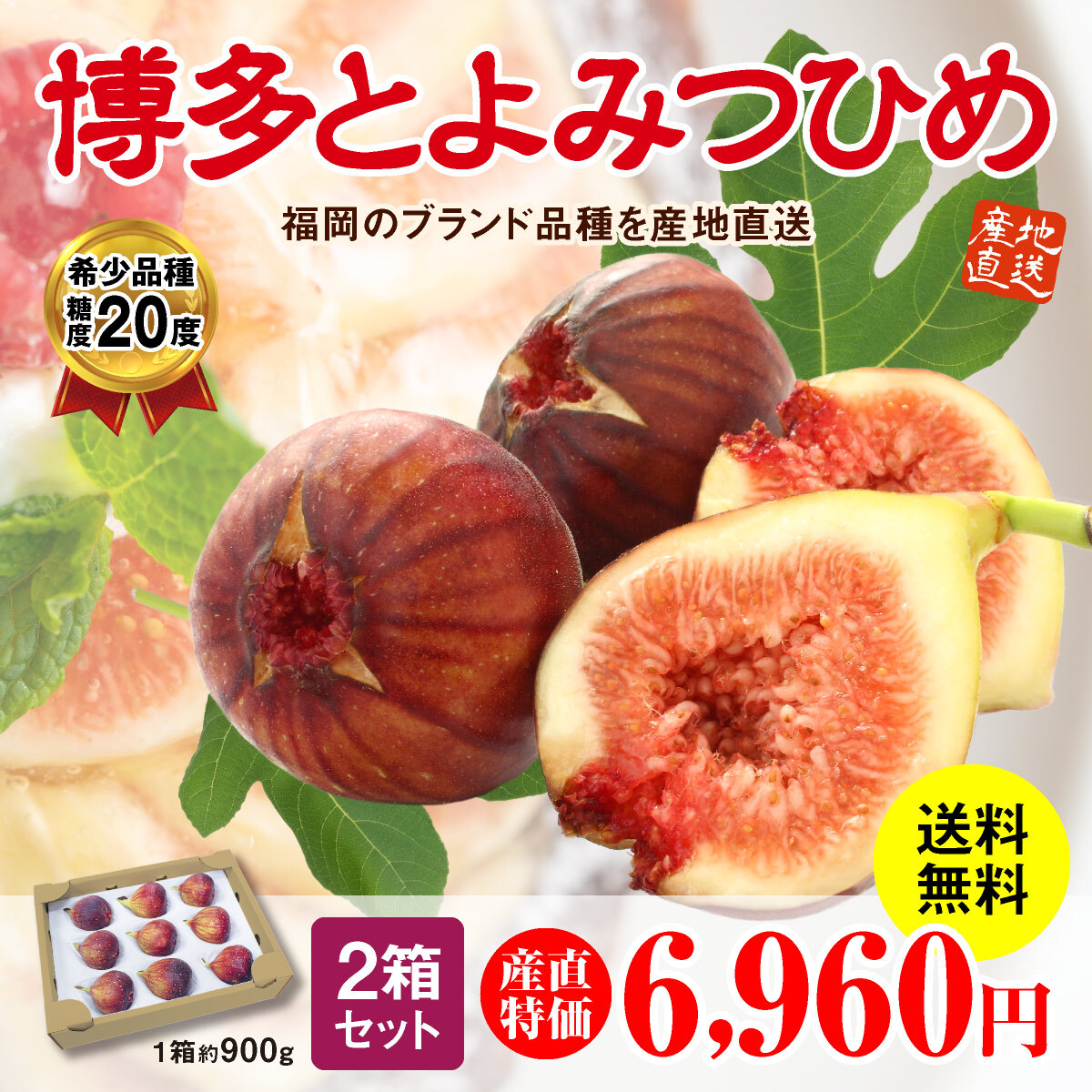 楽天市場 いちじく 福岡 とよみつひめ 秀品 2箱 約900g 2箱セット 送料無料 博多とよみつひめ 完熟 朝採れ 生いちじく 無花果 いちぢく イチジク 青果 産地直送 産直フルーツ 甘い 平均糖度17度 人気 おすすめ 贈り物 まるかじり九州