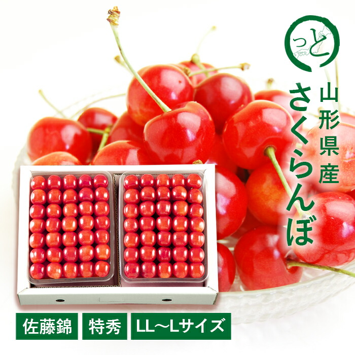 【贈答】さくらんぼ 佐藤錦 約1kg ( 特秀 / LL～ L サイズ / 手詰 / 500g×2 ) 山形県産 [S3]