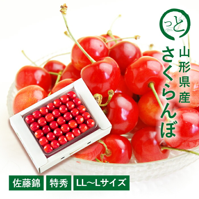 【贈答】さくらんぼ 佐藤錦 約500g ( 特秀 / LL～ Lサイズ / 手詰 ) 山形県産 [S6]
