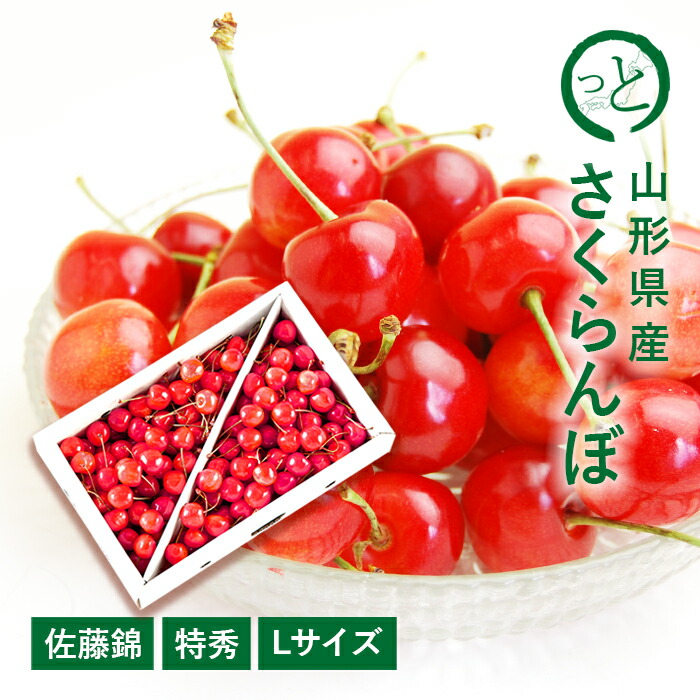 【贈答】さくらんぼ 佐藤錦 約1kg ( 特秀 / Lサイズ / バラ詰め ) 山形県産 [S1]