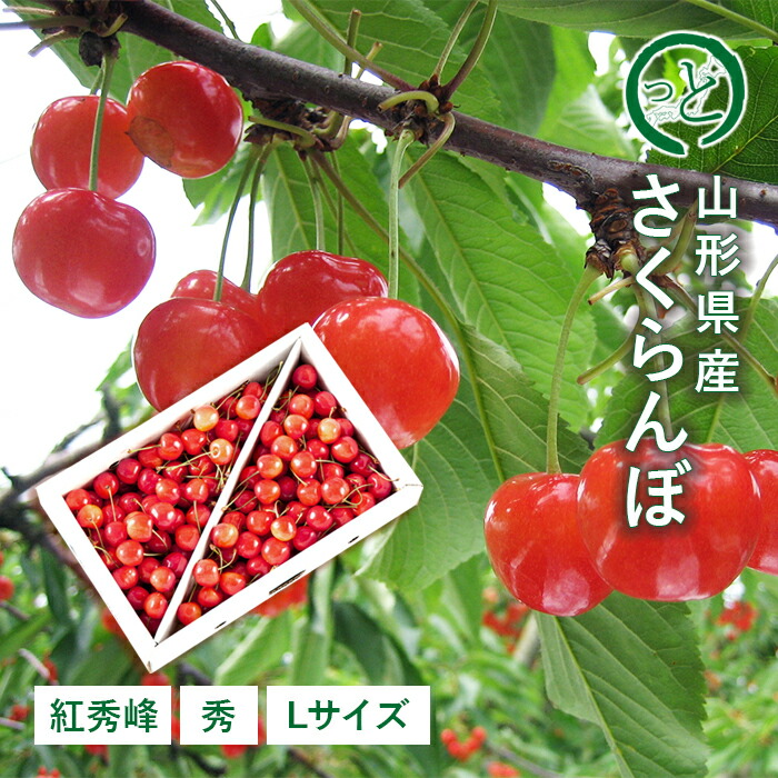 【贈答】さくらんぼ紅秀峰 約1kg ( 秀 / Lサイズ / バラ詰め ) 山形県産 [B2]
