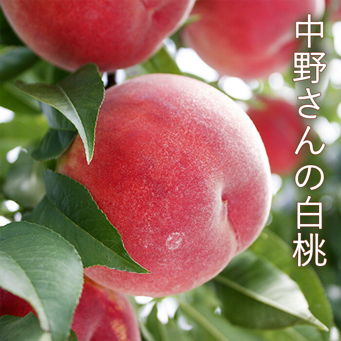 【贈答用】和歌山県産 減農薬白桃 4kg日川白鳳(白桃)｜自然栽培｜産地直送 0230010000122.jpg