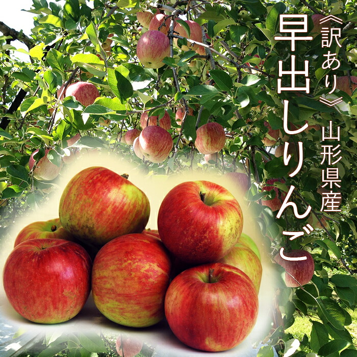 りんごです 楽天市場】青森県から産地直送 JAつがる弘前 葉とらず太陽ふじ