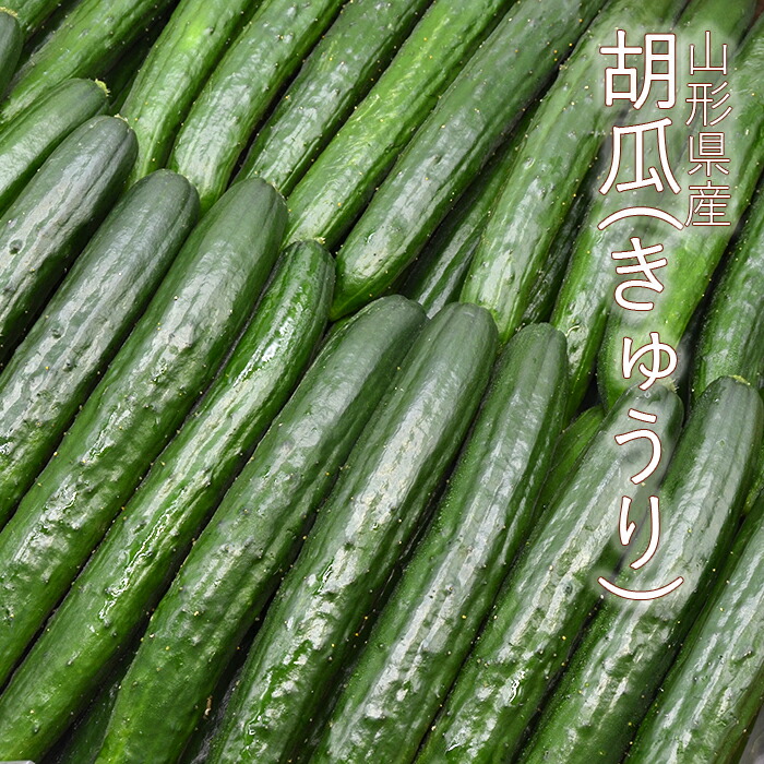 山形県設定 胡瓜 きゅうり 凡5kg 約45 50単行本嚆矢 山形産 キュウリ 恵与 おおかた ショップ事様 おすすめ 豊 おすそ分け 取分 炎節野菜 Upntabasco Edu Mx