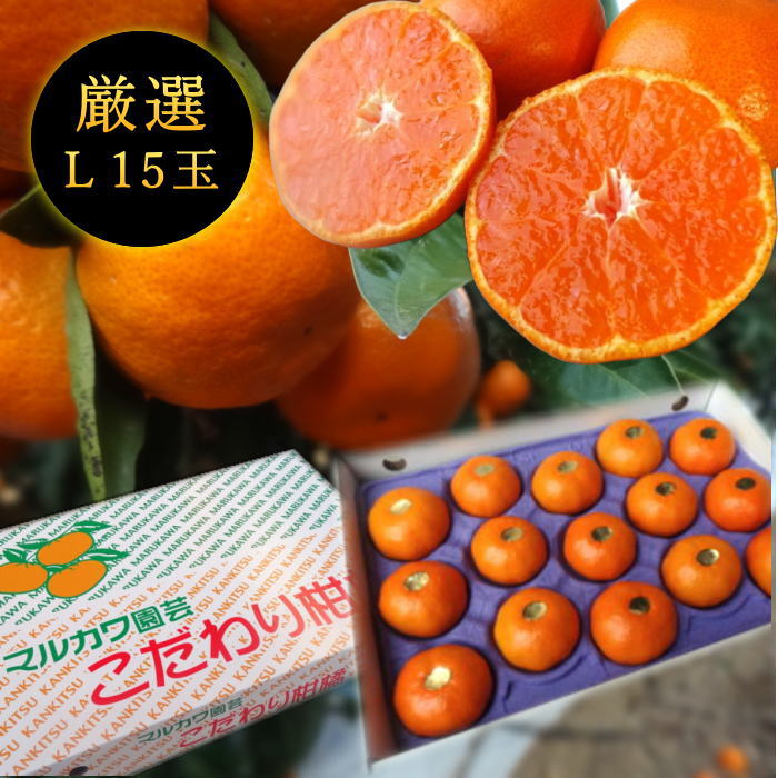 楽天市場】【摘みたて出荷！】柑橘類食べくらべセット（三宝柑