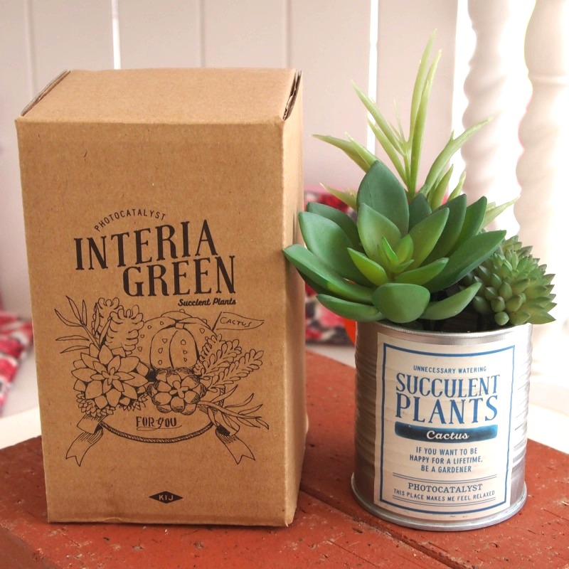 楽天市場 ギフト箱付き 落としても割れない観葉植物 光触媒グリーン Tinサキュレット ミックスｂｌ 定形外可400円 しれとこ本舗