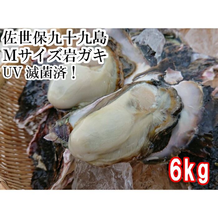 【送料無料】　Ｍサイズ 産地直送　佐世保九十九島 岩がき6kｇ（24個前後）ＵＶ滅菌処理済み 殻付き　岩牡蠣　岩ガキ　生食用　150～250g
