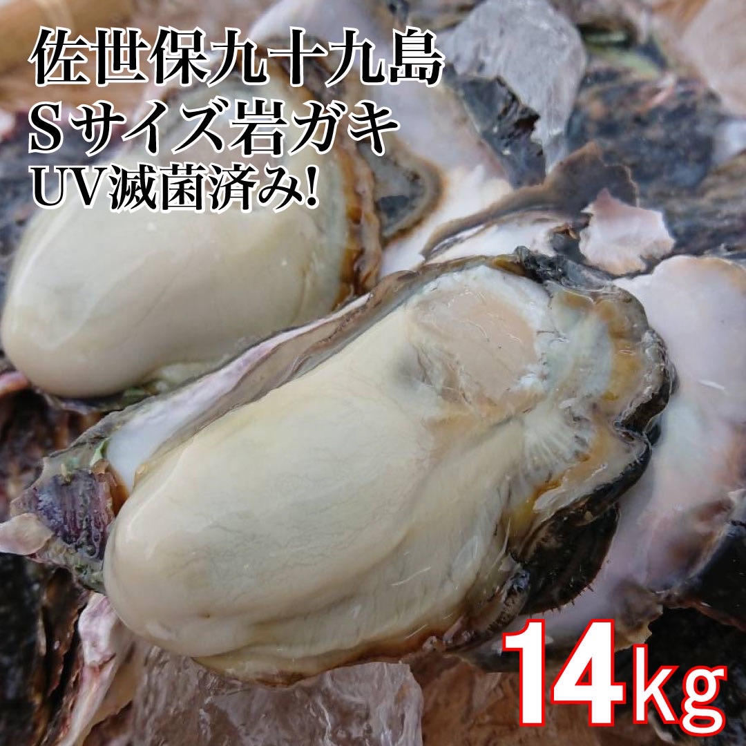 送料無料　【破格値】　 Sサイズ 産地直送　佐世保九十九島 岩牡蠣 14kg（93個前後）ＵＶ滅菌処理済み 旬　岩ガキ　岩がき　生食用