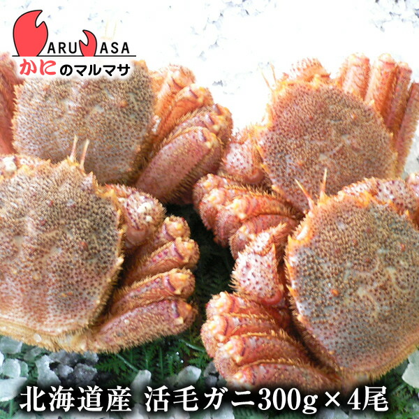 限定製作 北海道産 活毛がに 300g 4尾 セット 楽天ランキング入賞毛カニ部門ランクイン あす楽 毛蟹 毛ガニ カニ通販 道産品 お取り寄せ ギフト かにのマルマサ 北海道 代引不可 Sicemingenieros Com
