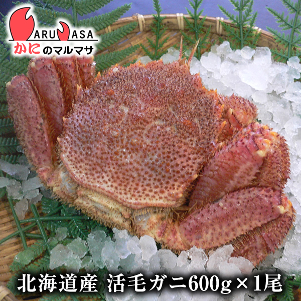 楽天市場 北海道産 活毛がに 500g 1尾 セット 楽天ランキング入賞毛カニ部門ランクイン あす楽 毛蟹 毛ガニ カニ通販 道産品 母の日 ギフト かにのマルマサ 北海道