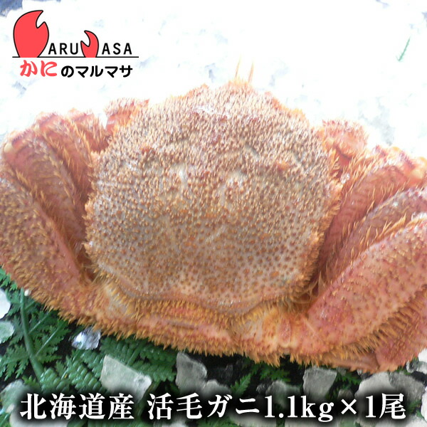現金特価 北海道産 活毛がに 1 1kg 1尾 セット 楽天ランキング入賞毛カニ部門ランクイン あす楽 毛蟹 毛ガニ カニ通販 道産品 お取り寄せ ギフト 値引きする Vancouverfamilymagazine Com