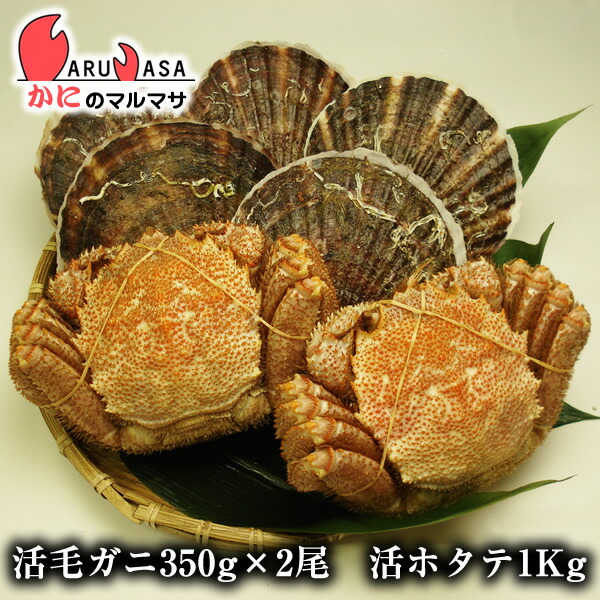 楽天市場 毛がに 350g 2尾 活ほたて貝1kgセット 海鮮セットg あす楽 帆立貝 毛蟹 毛ガニ カニ通販 道産品 お取り寄せ ギフト 北海道産 かにのマルマサ 北海道